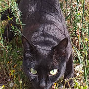 Bagheera participe au concours pour gagner de l'argent avec cette photo : black_cat, cat, green_eyes, outdoor, grass, wildflowers, plants, nature, animal, feline, walking, predator, sunlight, shadows, close_up, curious, mammal, pet, garden, summer