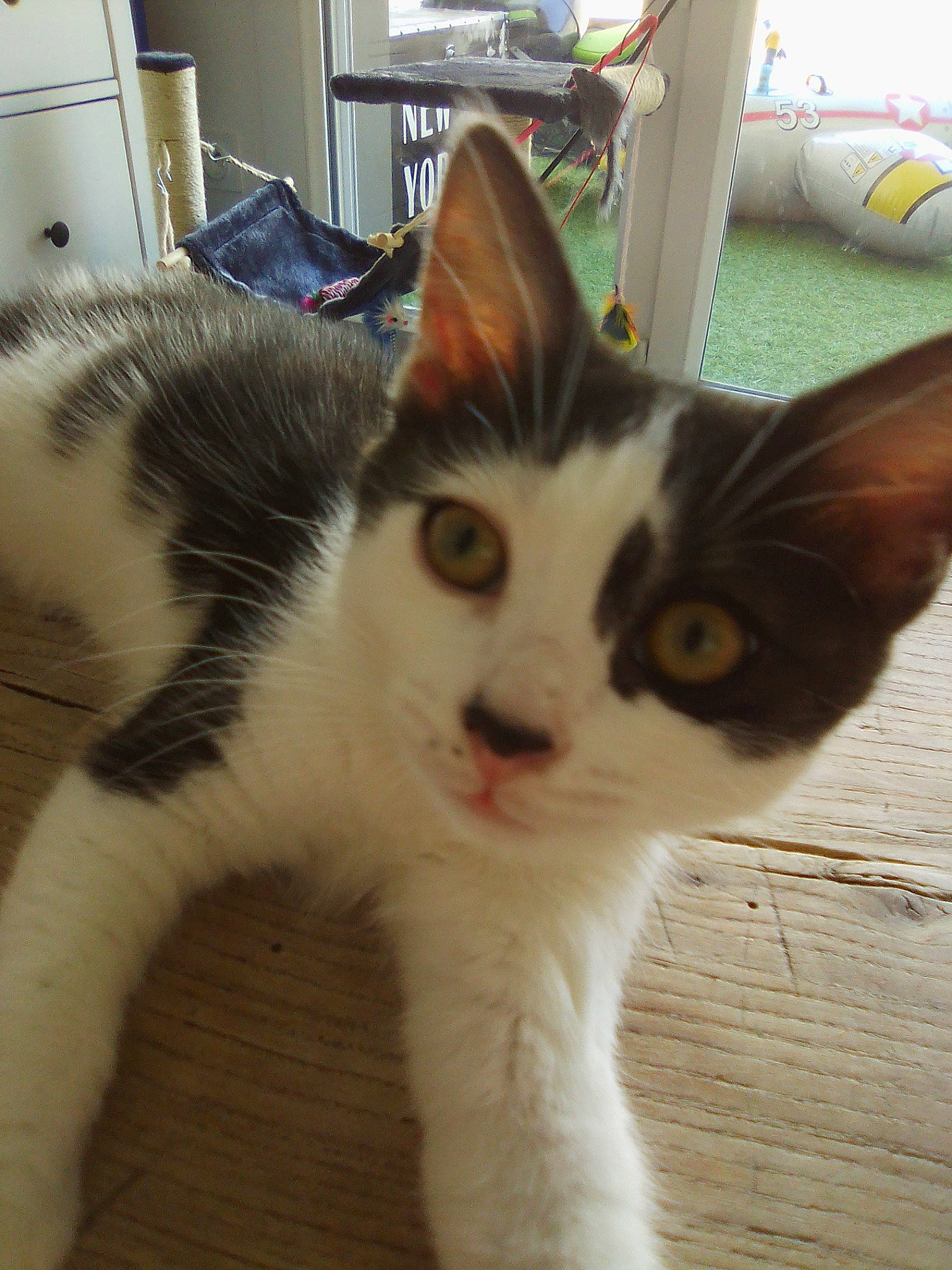 Maloo a rejoint le concours — aidez-le/la à gagner de superbes lots ! aegean_cat, american_wirehair, carnivore, cat, domestic_short_haired_cat, european_shorthair, eye, felidae, fur, japanese_bobtail, kitten, mammal, polydactyl_cat, small_to_medium_sized_cats, snout, tail, turkish_van, whiskers