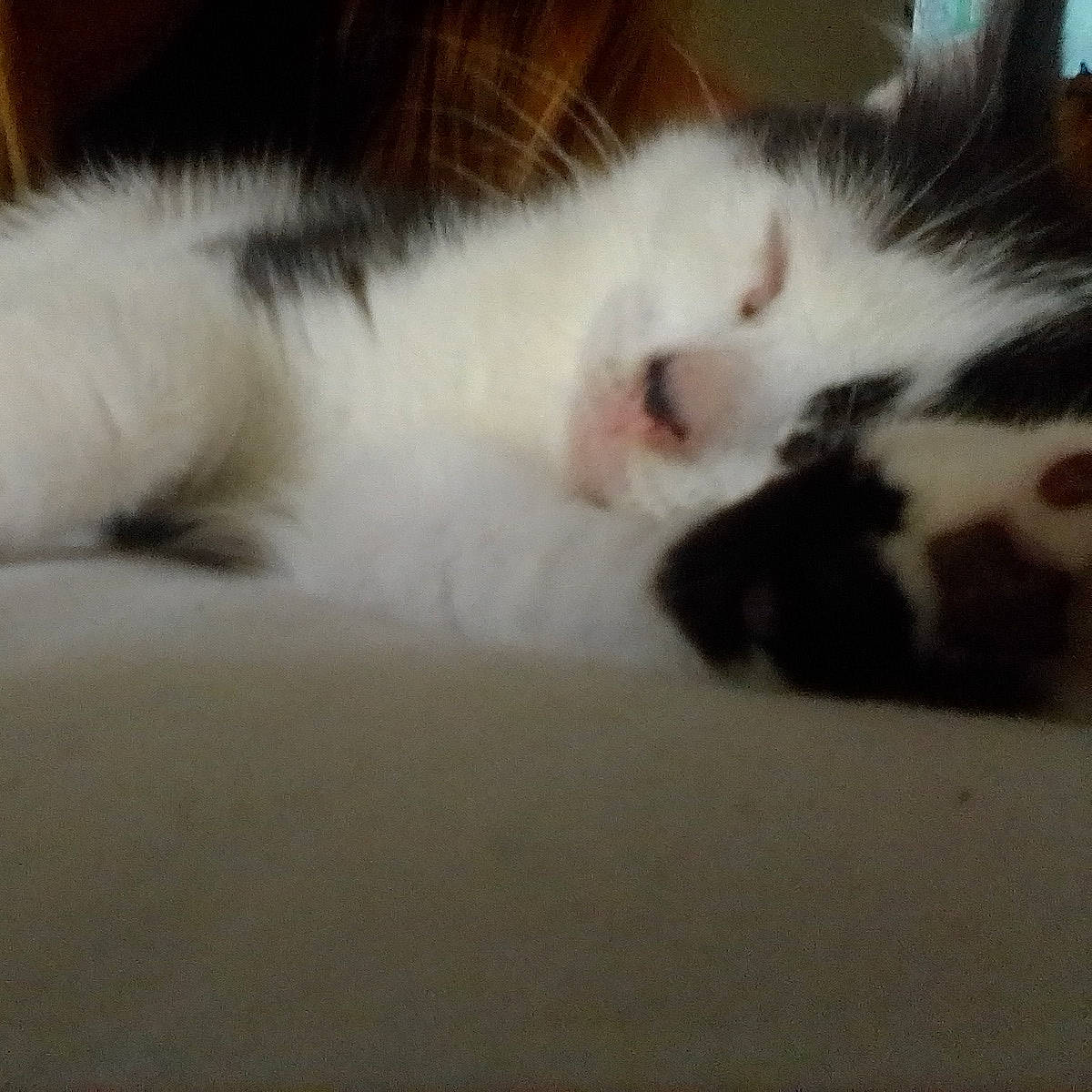 Maloo a rejoint le concours — aidez-le/la à gagner de superbes lots ! carnivore, cat, cloud, ear, european_shorthair, eye, felidae, fur, kitten, nap, nose, paw, polydactyl_cat, sky, sleep, small_to_medium_sized_cats, snout, tail, turkish_van, whiskers