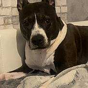 Naja a rejoint le concours — aidez-le/la à gagner de superbes lots ! dog, black_and_white, pet, canine, lying_down, blanket, indoor, fur, ears, face, nose, paw, cozy, resting, animal, domestic_animal, companion, relaxed, couch, home