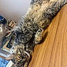 cat, tabby, fluffy, relaxed, sleepy, wooden_surface, indoor, blanket, pet, feline, animal, fur, ears, whiskers, paw, resting, cozy, home, decor, deer_head_mount