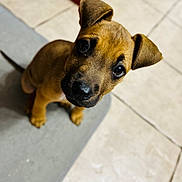 Benny is registered to the contest to win money with this photo: puppy, dog, brown, cute, pet, animal, ears, floor, mat, looking_up, young, indoor, adorable, small, canine, fur, portrait, domestic, eyes, nose