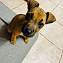 puppy, dog, brown, cute, pet, animal, ears, floor, mat, looking_up, young, indoor, adorable, small, canine, fur, portrait, domestic, eyes, nose