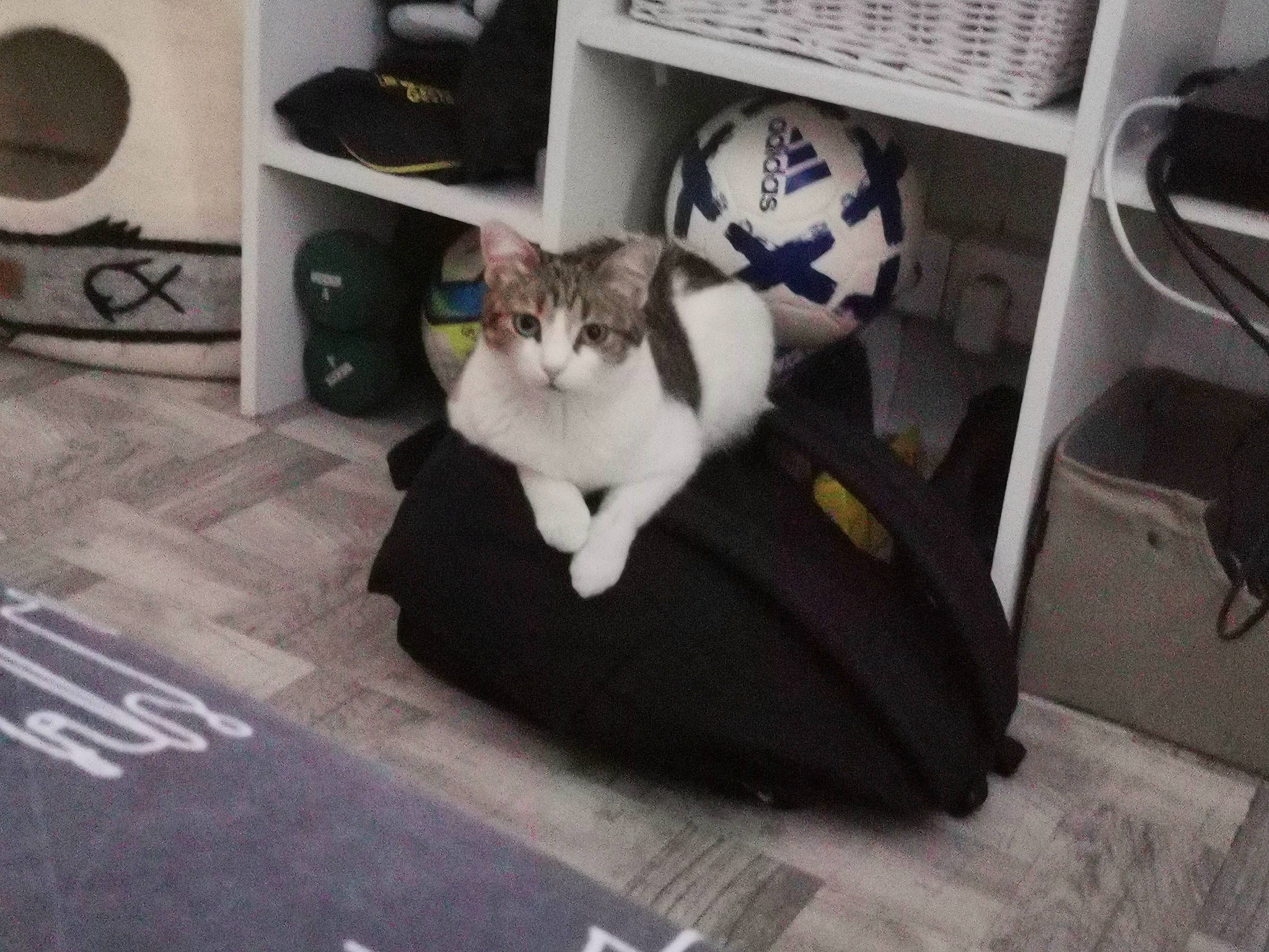 Toupy participe au concours pour gagner de l'argent avec cette photo : carnivore, cat, comfort, domestic_short_haired_cat, felidae, flooring, fur, hardwood, mammal, mechanical_fan, paw, room, shelf, sitting, small_to_medium_sized_cats, tail, vertebrate, whiskers