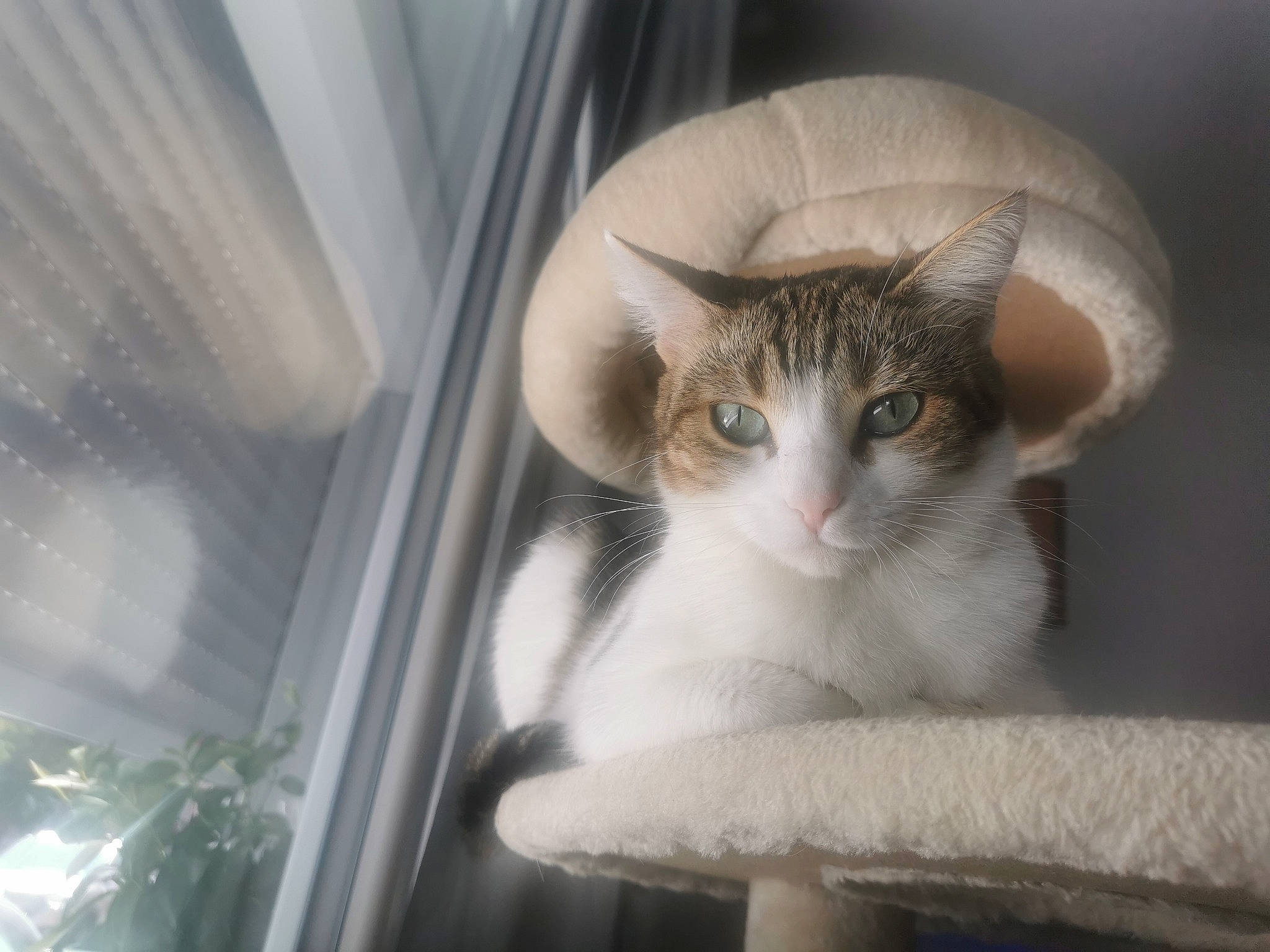 Toupy participe au concours pour gagner de l'argent avec cette photo : carnivore, cat, cat_supply, comfort, curtain, domestic_short_haired_cat, ear, fawn, felidae, fur, paw, pet_supply, room, small_to_medium_sized_cats, snout, tail, whiskers, window, window_treatment, wood