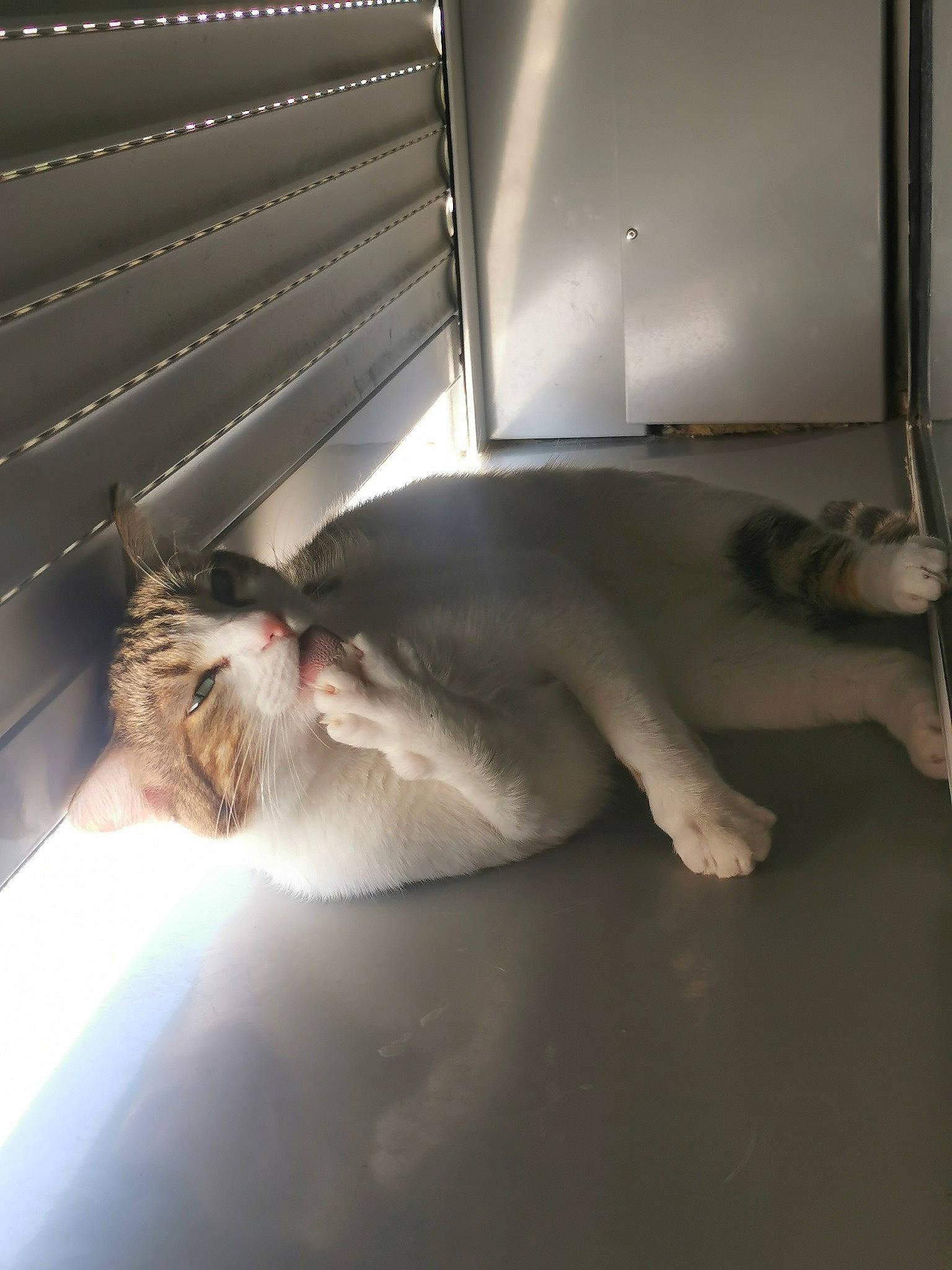 Toupy participe au concours pour gagner de l'argent avec cette photo : carnivore, cat, comfort, domestic_short_haired_cat, felidae, flooring, foot, fur, human_leg, linens, nap, paw, room, small_to_medium_sized_cats, tail, whiskers, window_blind, window_covering, wood, yawn