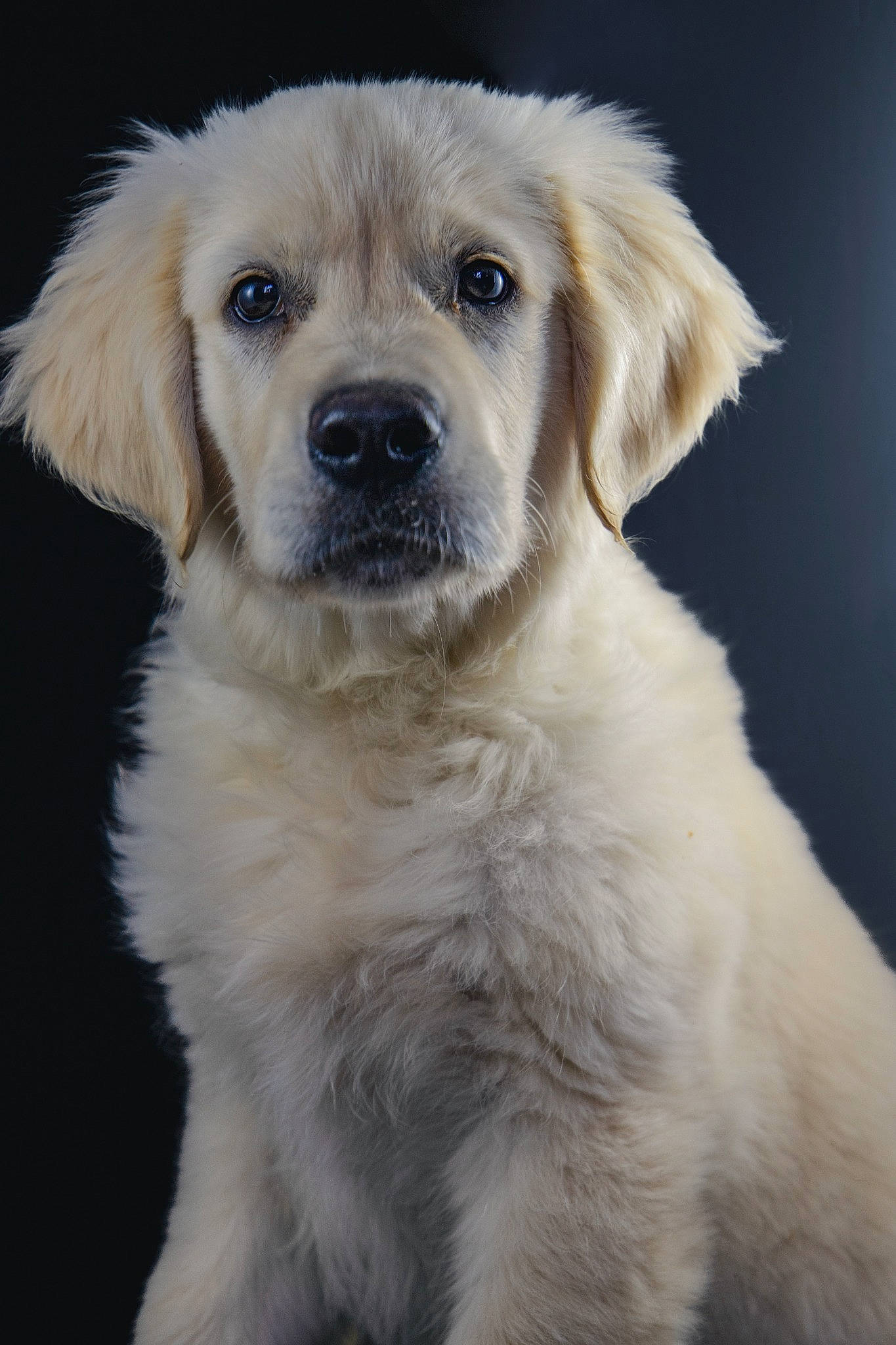 Sköll a rejoint le concours — aidez-le/la à gagner de superbes lots ! ancient_dog_breeds, canidae, carnivore, companion_dog, dog, dog_breed, event, fawn, fur, gun_dog, polish_tatra_sheepdog, puppy, snout, sporting_group, tail, terrestrial_animal, whiskers, working_dog