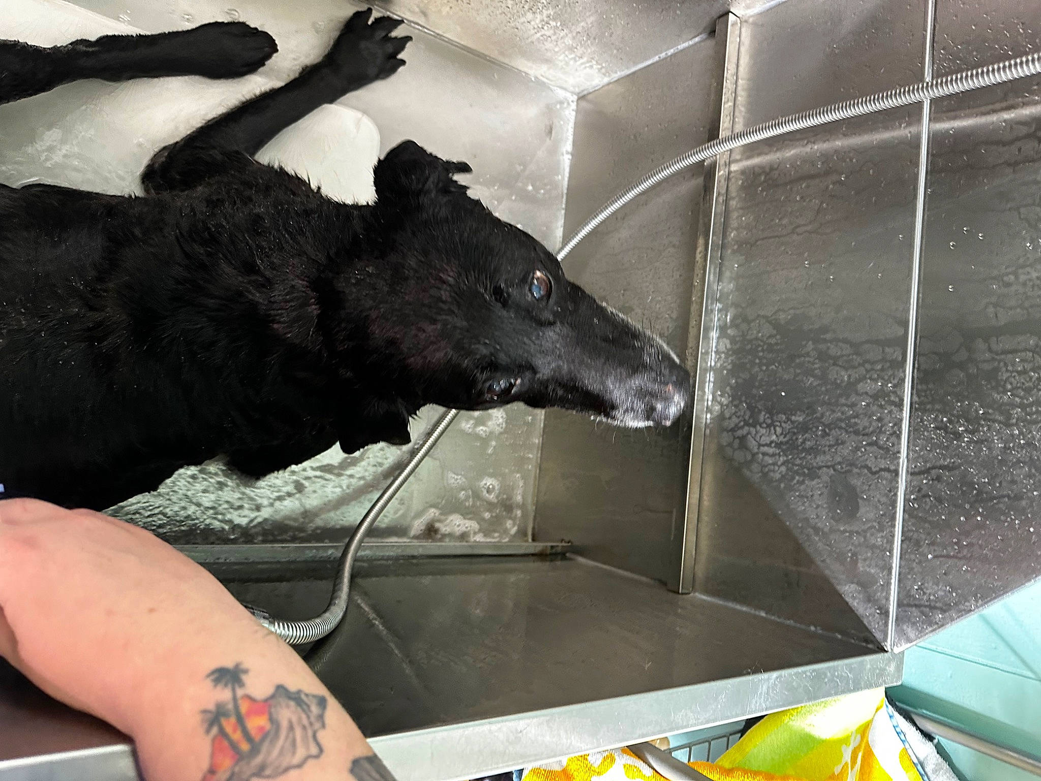 Moonshine joined the competition — help win amazing prizes! automotive_exterior, automotive_window_part, bumper, canidae, carnivore, claw, dog_breed, fur, glass, guard_dog, hood, livestock, metal, snout, tail, terrestrial_animal, whiskers, windshield, working_animal, wrist