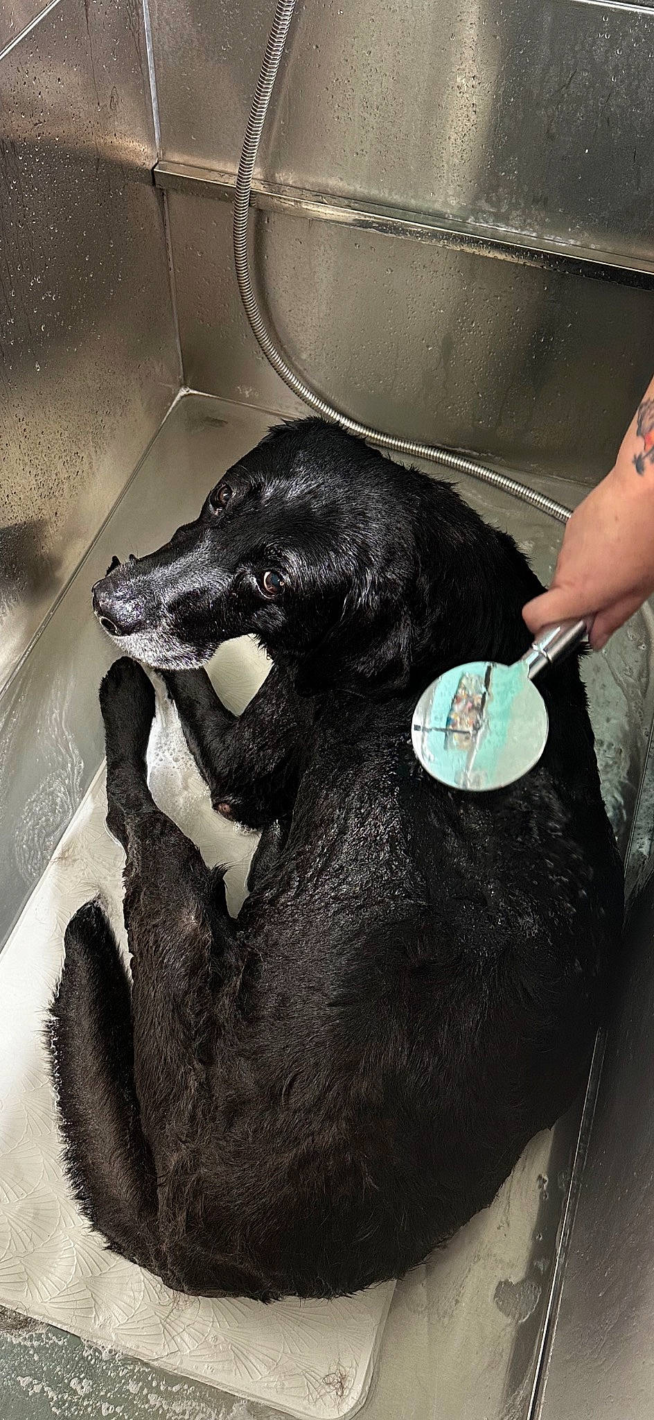 Moonshine joined the competition — help win amazing prizes! canidae, carnivore, claw, companion_dog, dog, dog_breed, flesh, foot, fur, gesture, human_leg, jaw, mammal, nail, snout, sporting_group, tail, vertebrate, whiskers, working_animal