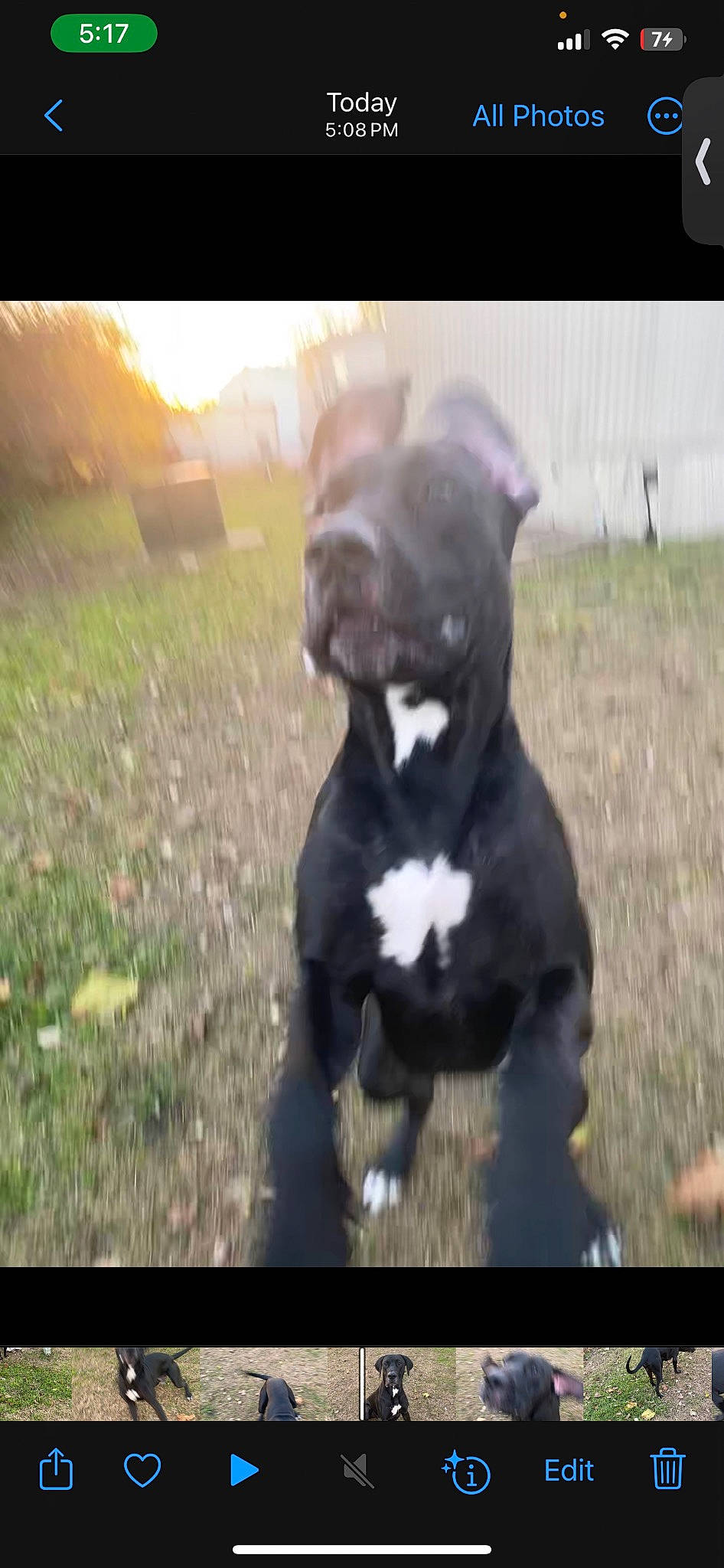 Cronos joined the competition — help win amazing prizes! borador, canidae, carnivore, companion_dog, dog, dog_breed, eye, grass, hunting_dog, liver, non_sporting_group, paw, pet_supply, sky, sporting_group, tail, terrestrial_animal, whiskers, working_animal