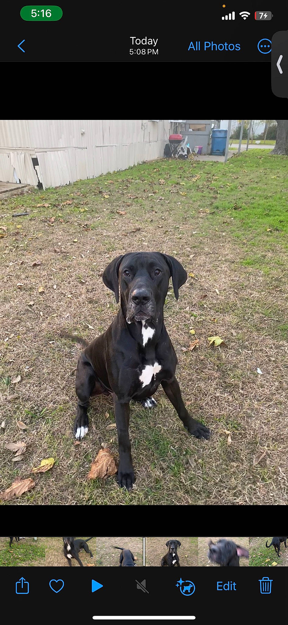 Cronos is registered to the contest to win money with this photo: borador, canidae, carnivore, collar, companion_dog, dog, dog_breed, dog_collar, fawn, grass, guard_dog, non_sporting_group, plant, snout, soil, tail, terrestrial_animal, tree, working_animal, working_dog