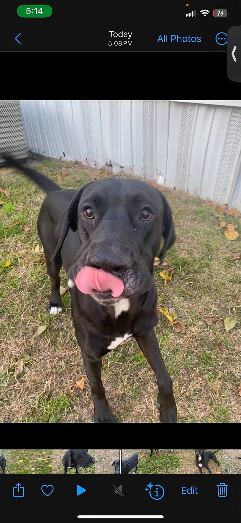 Cronos is registered to the contest to win money with this photo: borador, canidae, carnivore, collar, companion_dog, dog, dog_breed, dog_collar, fawn, grass, guard_dog, gun_dog, liver, plant, pointing_breed, retriever, snout, tail, whiskers, working_animal