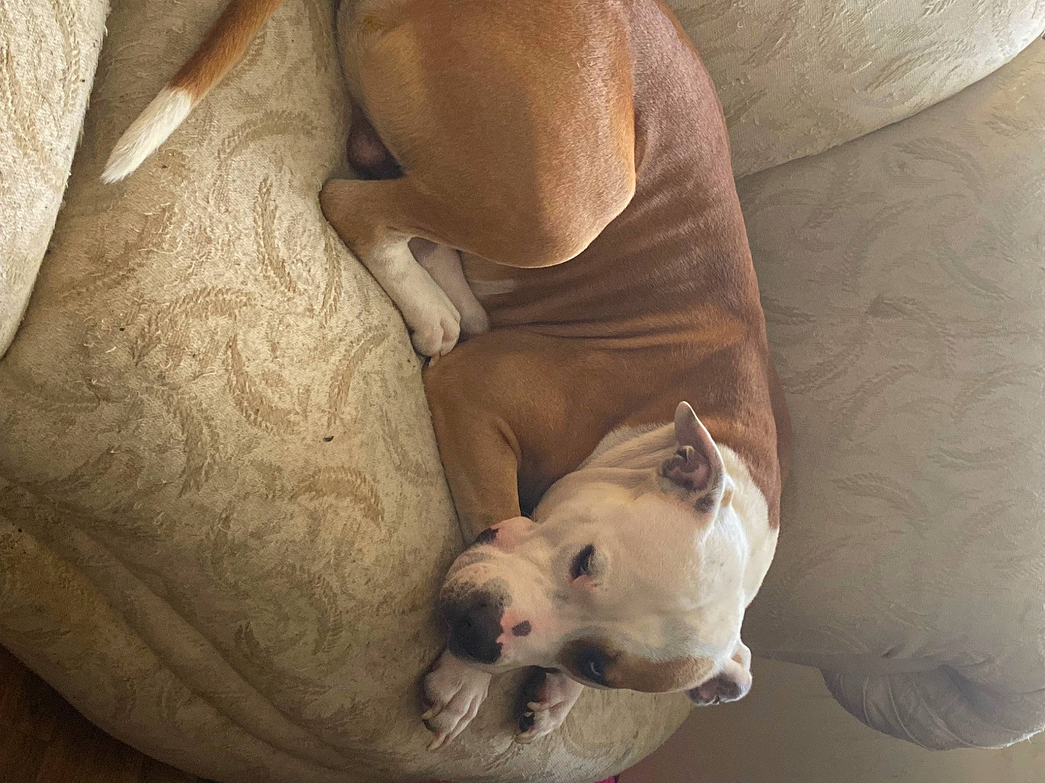 Rocky joined the competition — help win amazing prizes! canidae, carnivore, comfort, companion_dog, dog, dog_breed, fawn, fur, linens, nap, non_sporting_group, sleep, snout, sporting_group, toy_dog, white_english_bulldog, working_animal, wrinkle