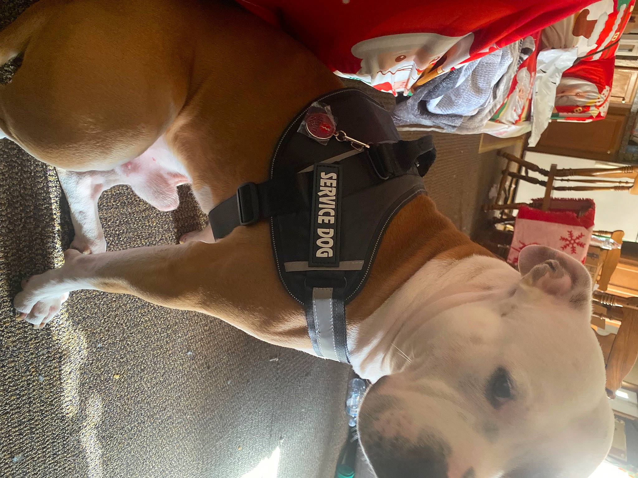 Rocky joined the competition — help win amazing prizes! abdomen, barechested, chest, dog, elbow, food, fun, hat, human_leg, jaw, knee, leg, personal_protective_equipment, selfie, sportswear, tableware, thigh, trunk, working_animal, wrist