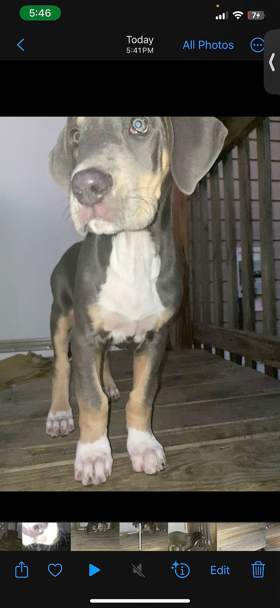 Gaia joined the competition — help win amazing prizes! canidae, carnivore, collar, companion_dog, dog, dog_breed, dog_collar, fawn, fence, hunting_dog, liver, non_sporting_group, pet_supply, snout, sporting_group, tail, terrestrial_animal, whiskers, working_animal, working_dog