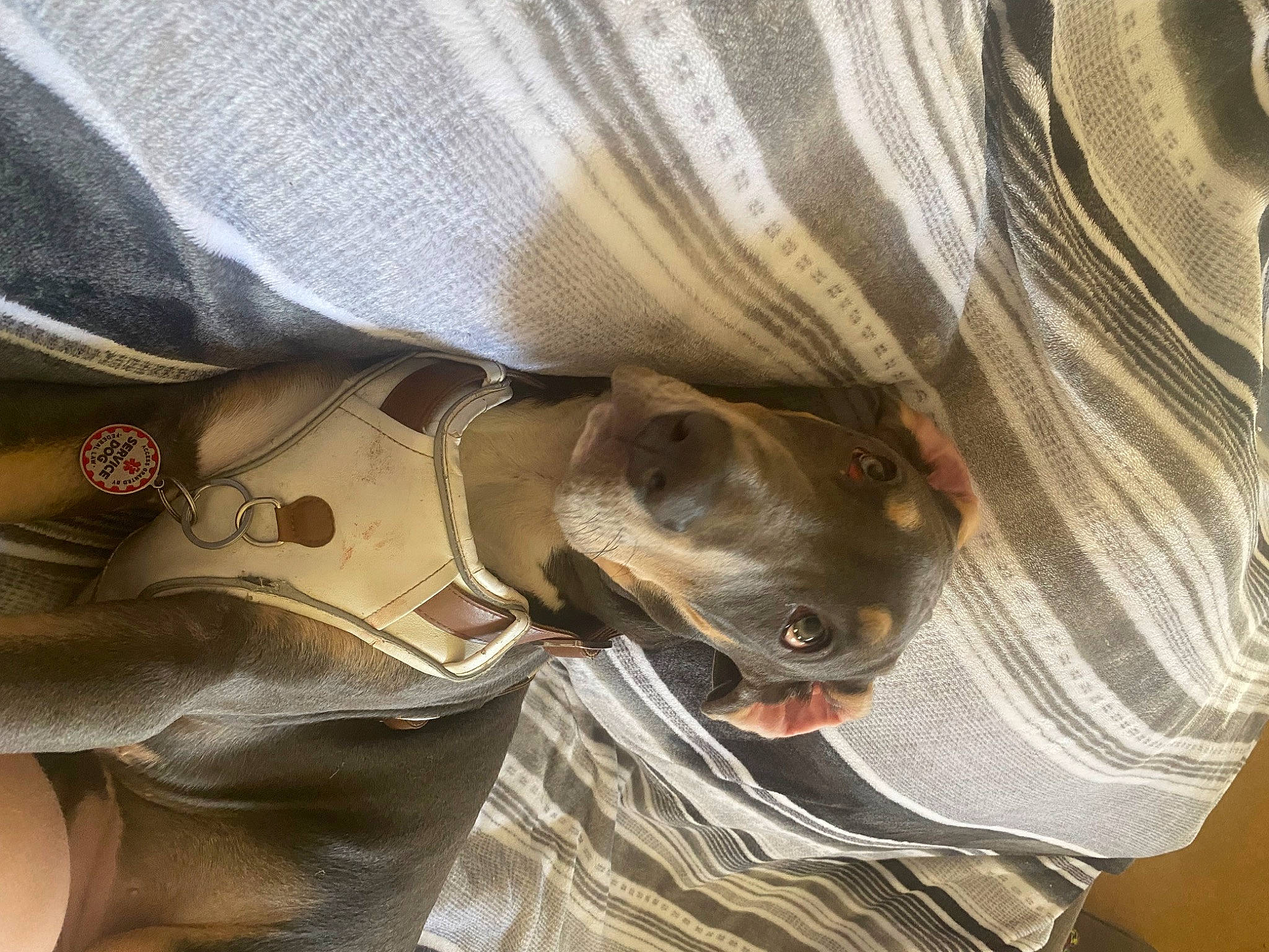 Gaia is registered to the contest to win money with this photo: canidae, carnivore, comfort, dog, dog_breed, ear, fawn, fur, gesture, grey, guard_dog, human_leg, jaw, liver, personal_protective_equipment, snout, sporting_group, whiskers, working_animal, wrinkle