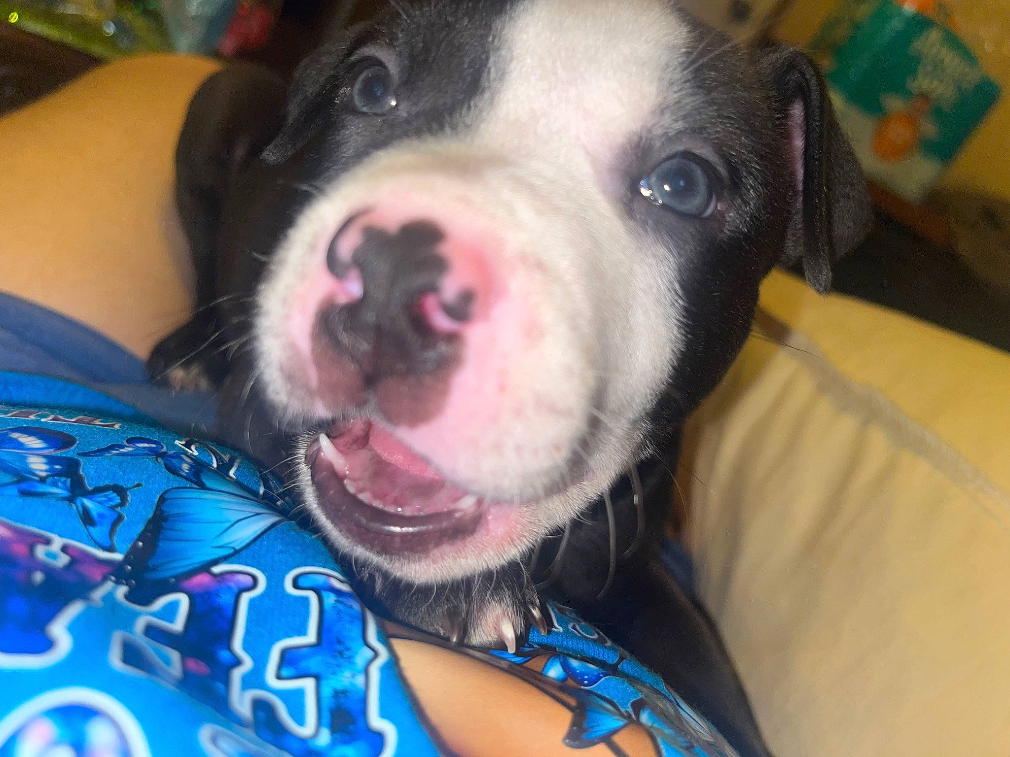 Drako is registered to the contest to win money with this photo: canidae, carnivore, companion_dog, dog, dog_breed, electric_blue, fawn, flesh, fur, guard_dog, jaw, non_sporting_group, snout, sporting_group, terrestrial_animal, whiskers, working_animal