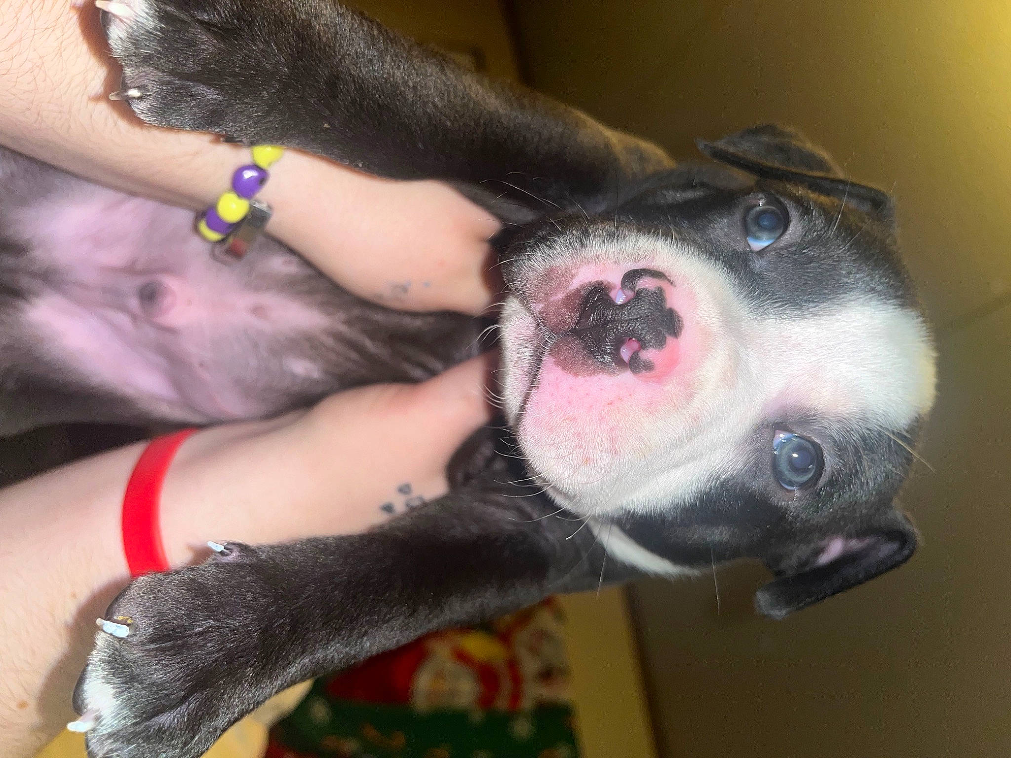 Drako joined the competition — help win amazing prizes! carnivore, collar, companion_dog, dog, dog_breed, fawn, finger, foot, fur, gesture, human_leg, nail, non_sporting_group, paw, snout, sporting_group, thumb, whiskers, working_animal, wrist