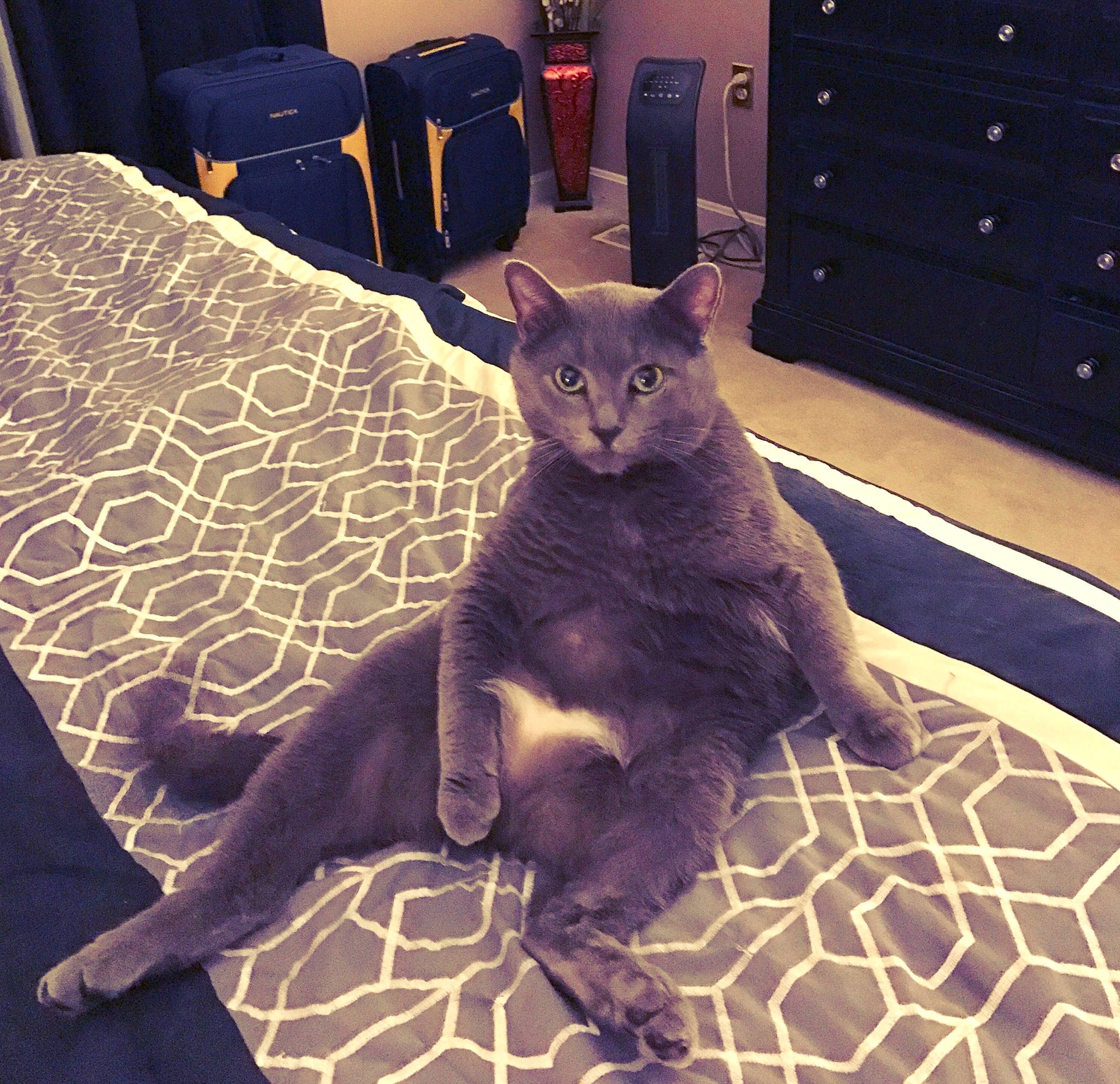 Grayson is registered to the contest to win money with this photo: black, black_cat, carnivore, cat, chair, comfort, couch, domestic_short_haired_cat, felidae, floor, flooring, furniture, grey, light, metal, purple, small_to_medium_sized_cats, snout, tail, whiskers