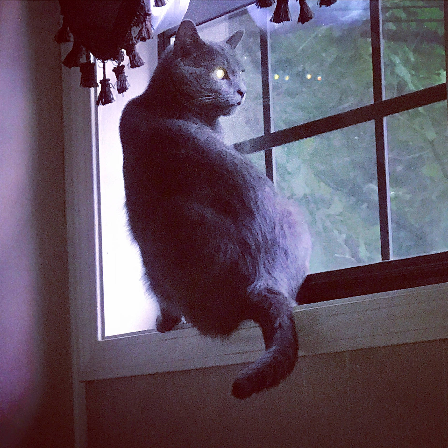 Grayson joined the competition — help win amazing prizes! black_cat, bombay, carnivore, cat, domestic_short_haired_cat, felidae, fur, glass, lighting, metal, plant, room, small_to_medium_sized_cats, snout, stairs, tail, tints_and_shades, whiskers, window, wood