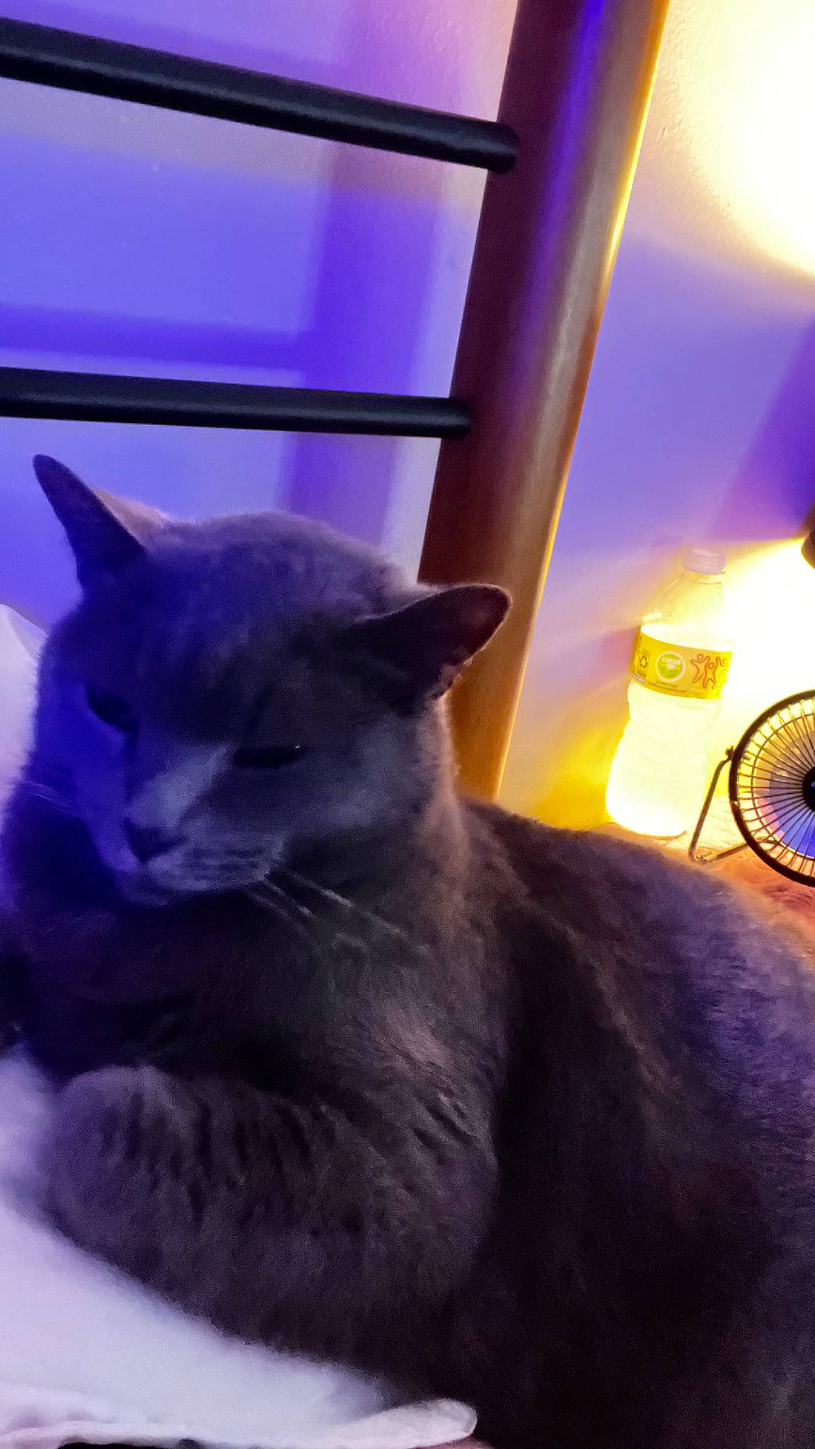 Grayson joined the competition — help win amazing prizes! automotive_lighting, bicycle_tire, bicycle_wheel, bicycle_wheel_rim, carnivore, cat, comfort, domestic_short_haired_cat, electric_blue, fawn, felidae, fur, light, russian_blue, small_to_medium_sized_cats, tail, tire, wheel, whiskers, window