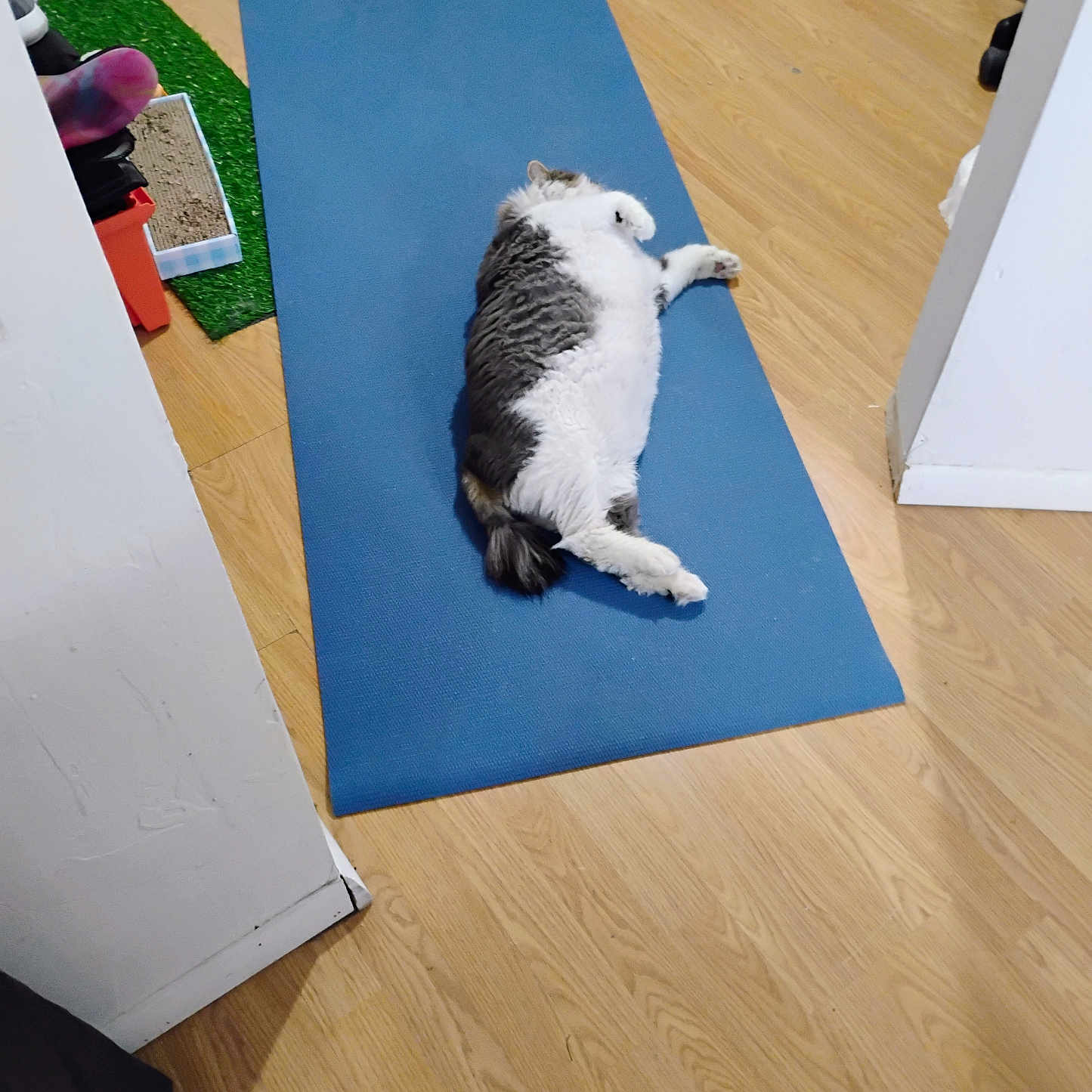 Max joined the competition — help win amazing prizes! animal, cat, cozy, cute, domestic, exercise_mat, feline, flooring, fluffy, gray_and_white, home, household, indoor, living_space, mat, pet, relaxed, resting, sleeping, wooden_floor