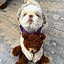 dog, shih_tzu, pet, toy, teddy_bear, stuffed_animal, rug, carpet, indoor, sitting, looking_up, cute, fluffy, fur, paws, purple_sweater, plush, home_interior, cuddling, patterned_rug