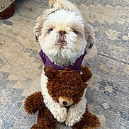 Piper joined the competition — help win amazing prizes! dog, shih_tzu, pet, toy, teddy_bear, stuffed_animal, rug, carpet, indoor, sitting, looking_up, cute, fluffy, fur, paws, purple_sweater, plush, home_interior, cuddling, patterned_rug