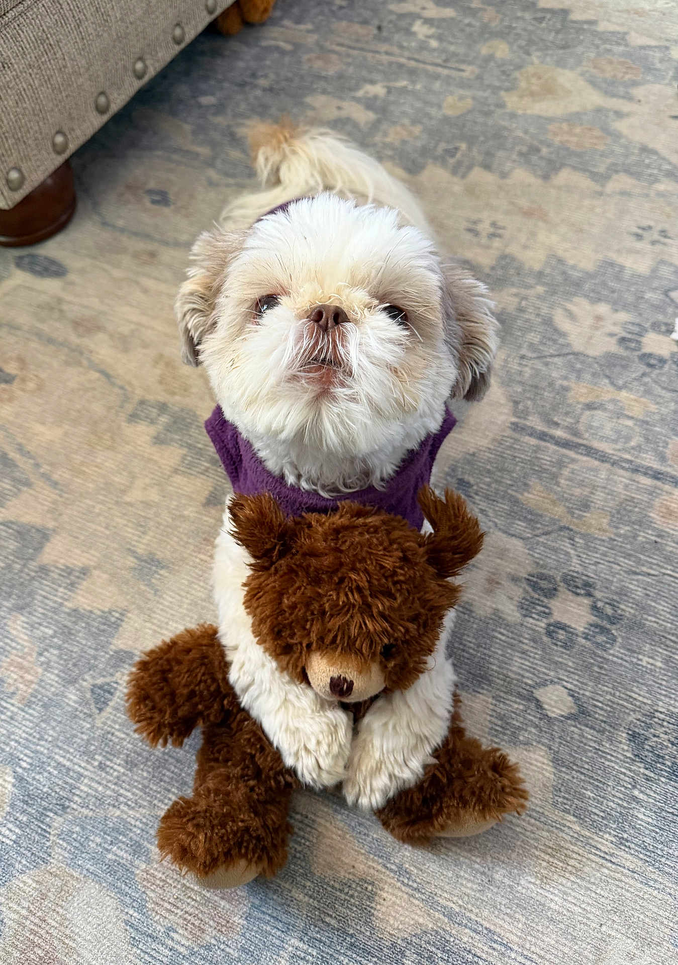 Piper joined the competition — help win amazing prizes! dog, shih_tzu, pet, toy, teddy_bear, stuffed_animal, rug, carpet, indoor, sitting, looking_up, cute, fluffy, fur, paws, purple_sweater, plush, home_interior, cuddling, patterned_rug