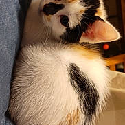 Cici is registered to the contest to win money with this photo: cat, calico, kitten, fur, whiskers, ears, indoor, curious, pet, animal, cute, soft, resting, closeup, young, domestic, feline, cozy, small, adorable