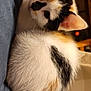 cat, calico, kitten, fur, whiskers, ears, indoor, curious, pet, animal, cute, soft, resting, closeup, young, domestic, feline, cozy, small, adorable