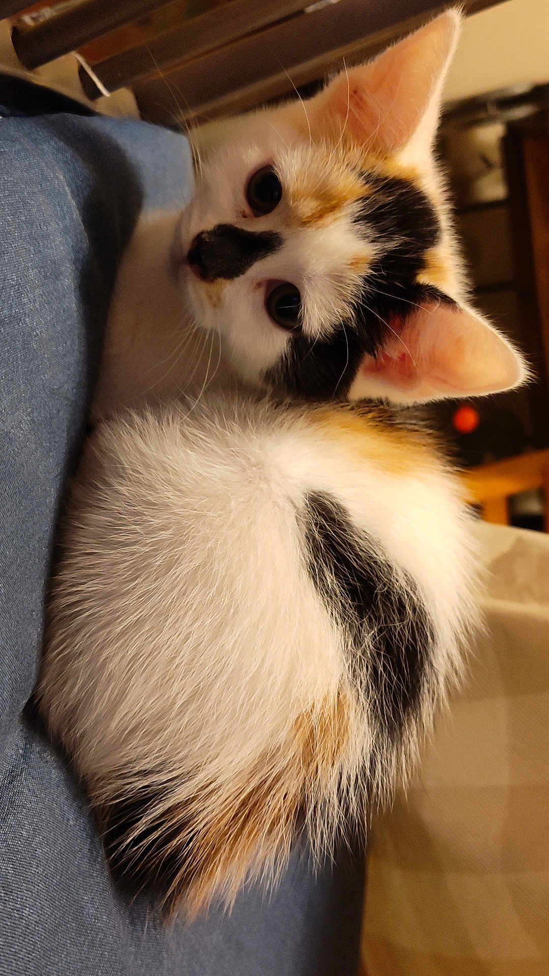 Cici is registered to the contest to win money with this photo: cat, calico, kitten, fur, whiskers, ears, indoor, curious, pet, animal, cute, soft, resting, closeup, young, domestic, feline, cozy, small, adorable
