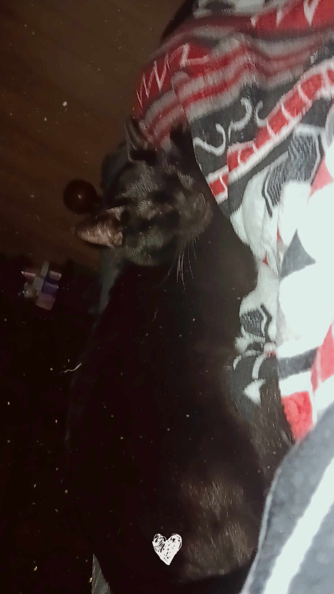 Binx joined the competition — help win amazing prizes! cat, black_cat, blanket, patterned_blanket, indoor, resting, sleeping, cozy, feline, animal, pet, dark, low_light, soft_texture, heart_drawing, close_up, fur, whiskers, quiet, relaxing