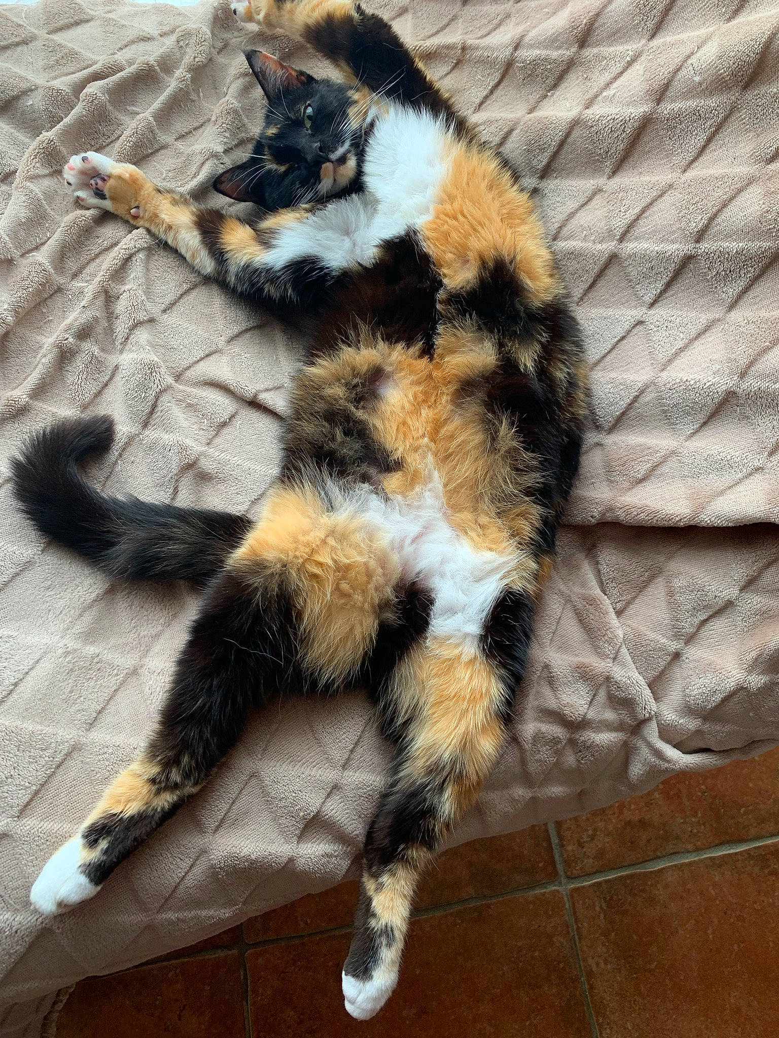 Hope participe au concours pour gagner de l'argent avec cette photo : carnivore, cat, claw, felidae, flooring, fur, natural_material, paw, shadow, small_to_medium_sized_cats, snout, tail, terrestrial_animal, whiskers