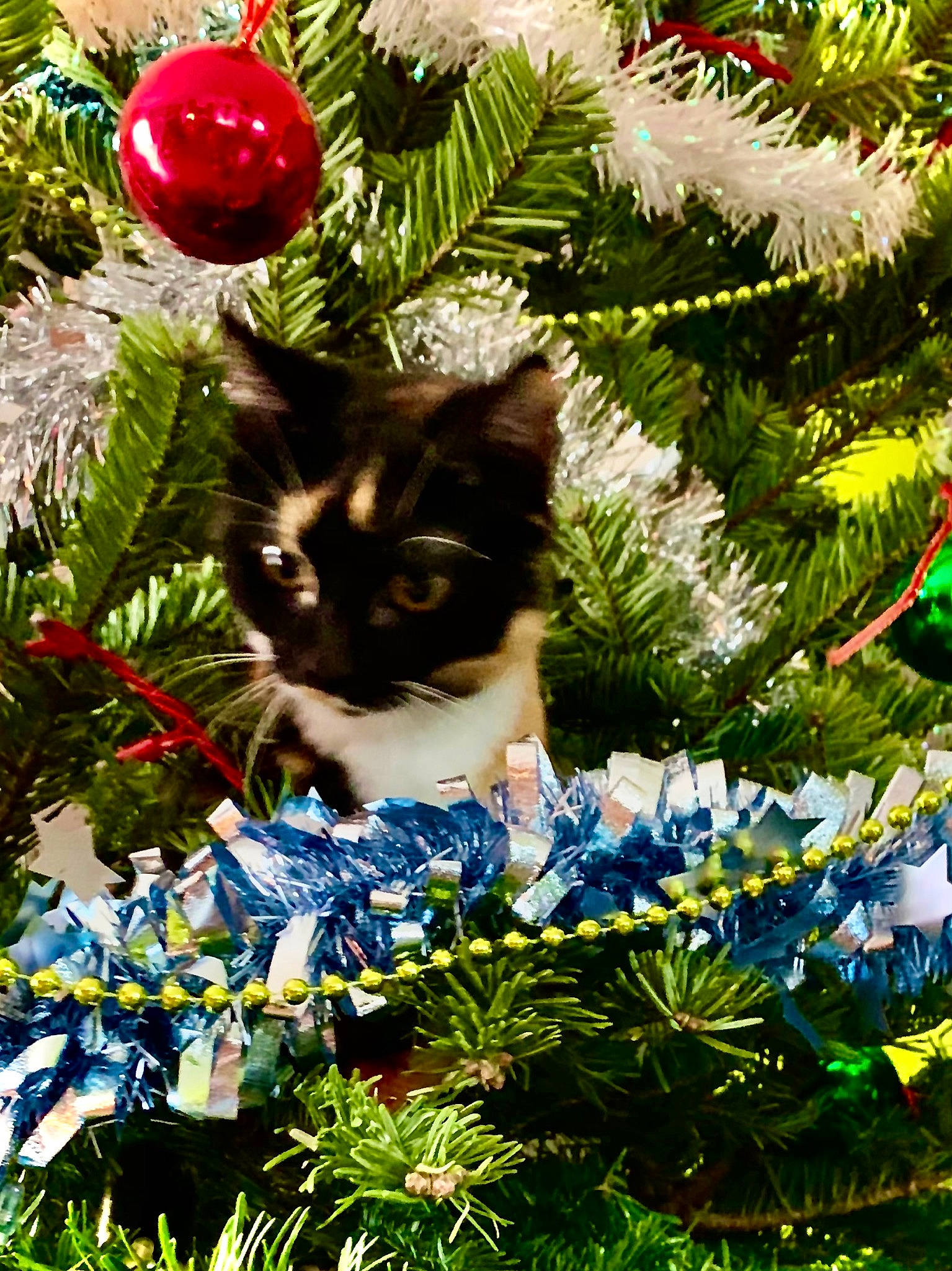 Hope participe au concours pour gagner de l'argent avec cette photo : botany, branch, carnivore, cat, christmas_decoration, christmas_ornament, christmas_tree, evergreen, felidae, grass, holiday, holiday_ornament, leaf, light, nature, ornament, plant, small_to_medium_sized_cats, whiskers, woody_plant