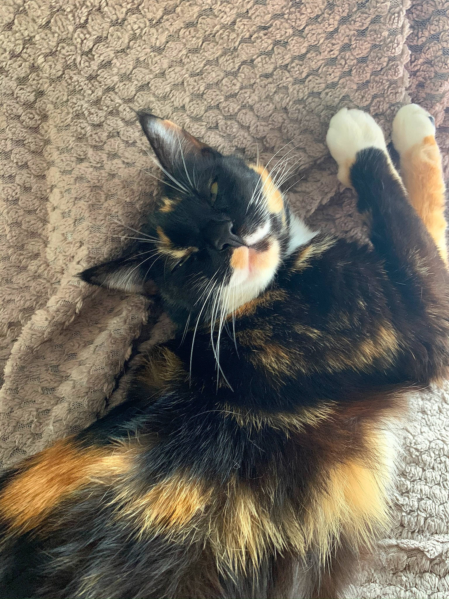 Hope participe au concours pour gagner de l'argent avec cette photo : black_cat, carnivore, cat, claw, comfort, dog_breed, domestic_short_haired_cat, felidae, foot, fur, organism, paw, shadow, sky, small_to_medium_sized_cats, snout, tail, terrestrial_animal, tints_and_shades, whiskers