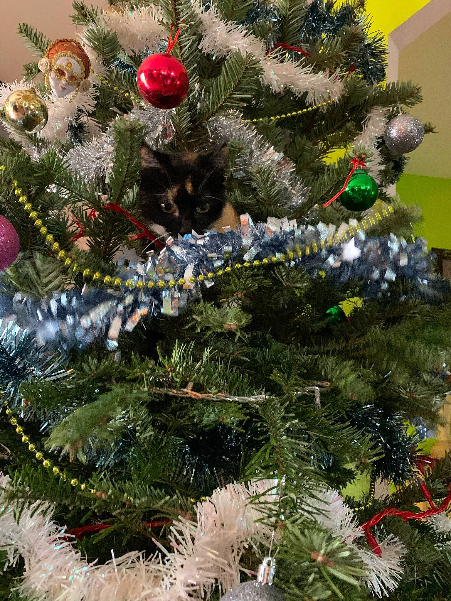 Hope participe au concours pour gagner de l'argent avec cette photo : branch, christmas, christmas_decoration, christmas_ornament, christmas_tree, conifer, event, evergreen, holiday, holiday_ornament, interior_design, larch, ornament, plant, shortstraw_pine, terrestrial_plant, tradition, twig, vegetation, winter