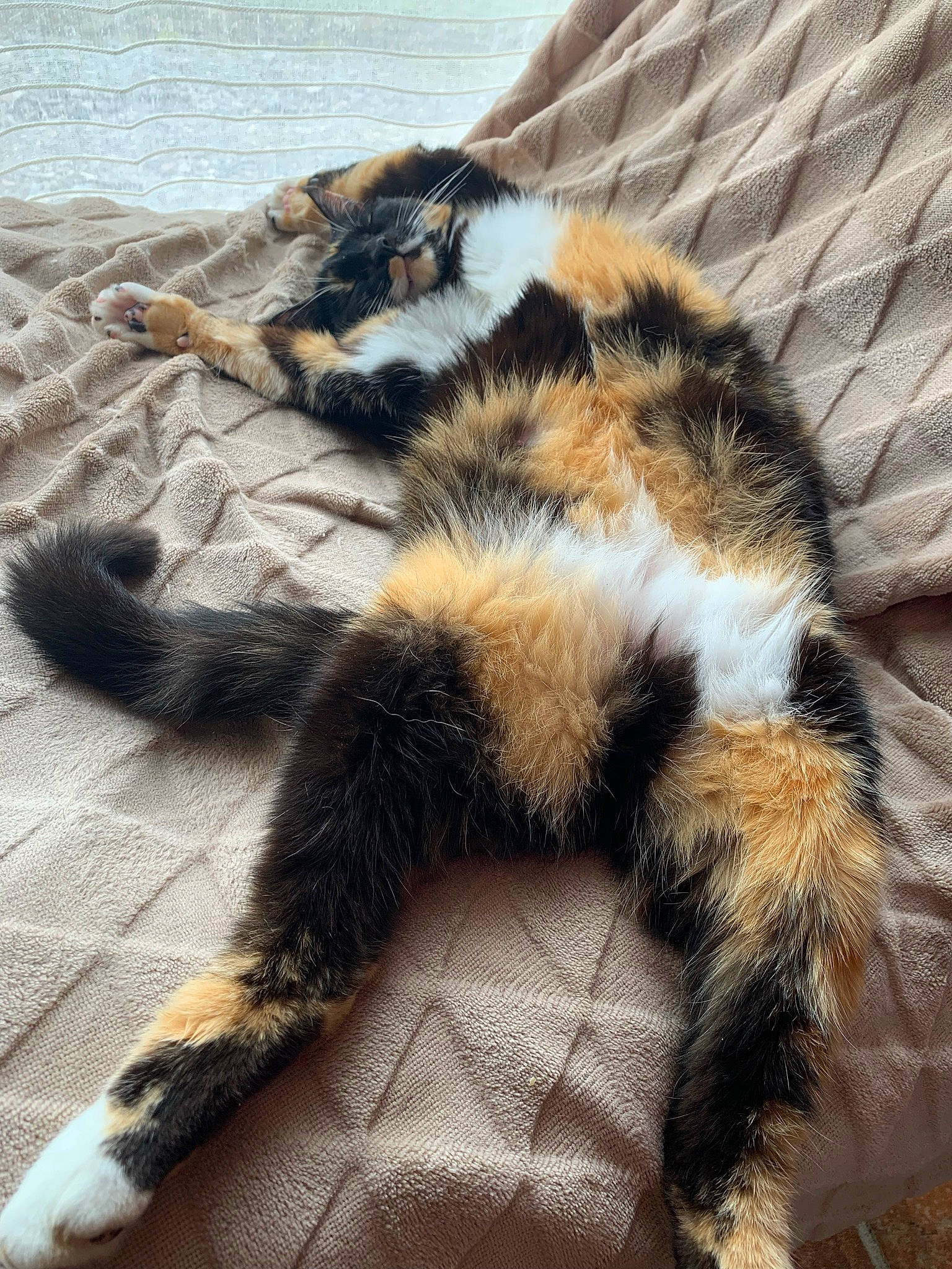 Hope participe au concours pour gagner de l'argent avec cette photo : carnivore, cat, claw, comfort, domestic_short_haired_cat, eye, felidae, fur, natural_material, paw, small_to_medium_sized_cats, snout, tail, terrestrial_animal, whiskers, wildlife