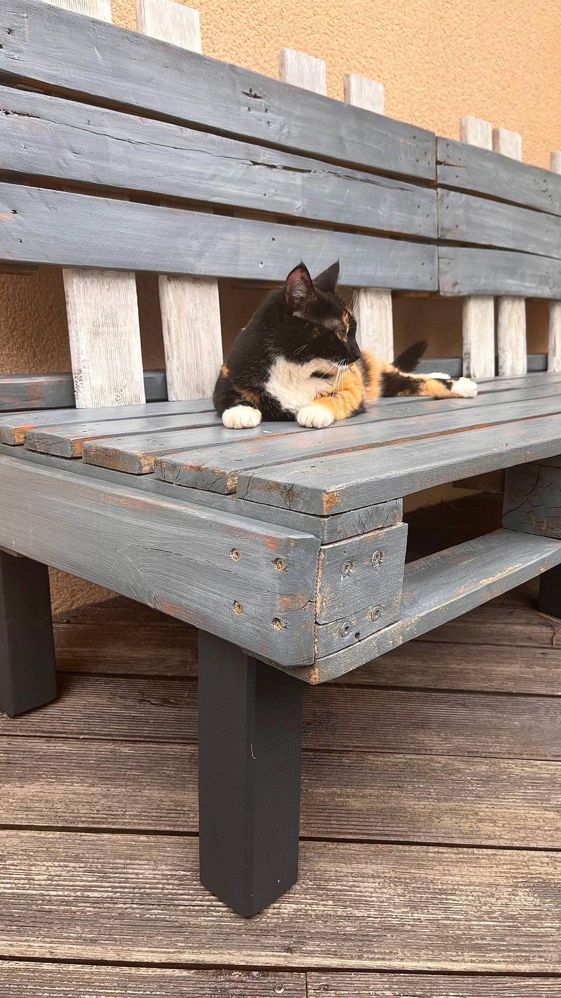 Hope a rejoint le concours — aidez-le/la à gagner de superbes lots ! bench, carnivore, cat, comfort, felidae, flooring, hardwood, outdoor_bench, outdoor_furniture, plywood, rectangle, shade, sitting, small_to_medium_sized_cats, table, tail, whiskers, window, wood, wood_stain