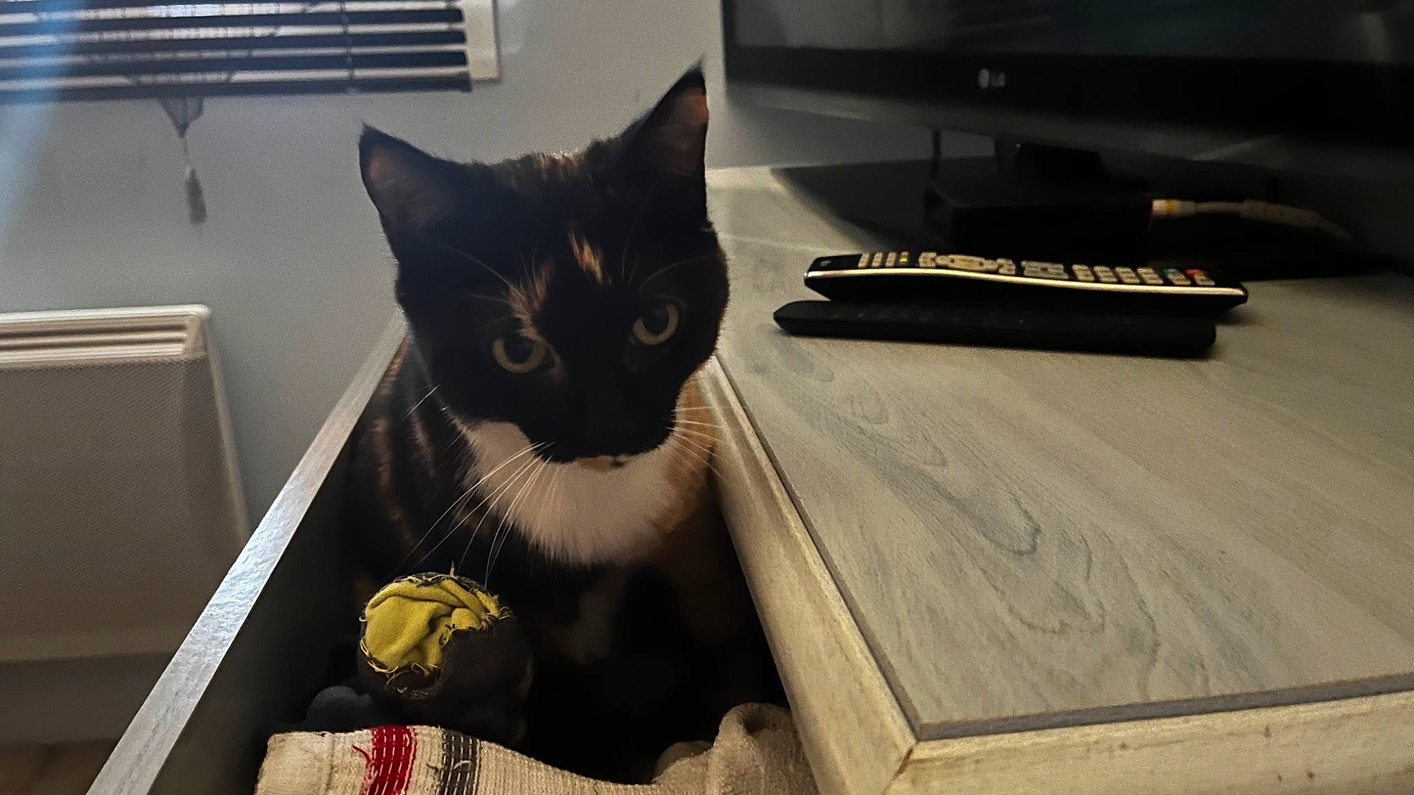 Hope participe au concours pour gagner de l'argent avec cette photo : carnivore, cat, computer_keyboard, desk, domestic_short_haired_cat, felidae, flooring, hardwood, office_equipment, office_instrument, office_supplies, peripheral, pet_supply, room, small_to_medium_sized_cats, space_bar, tail, whiskers, window, wood