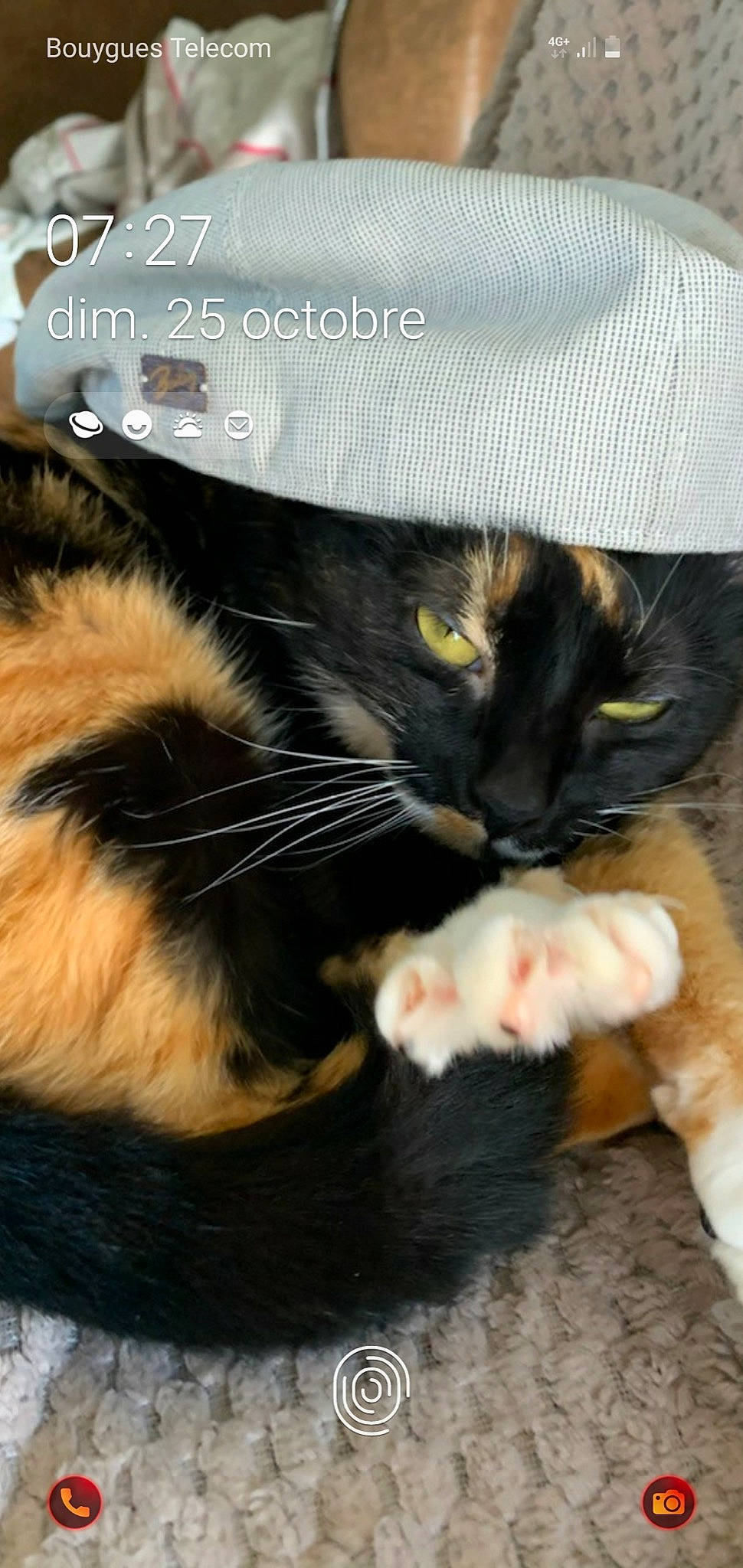 Hope participe au concours pour gagner de l'argent avec cette photo : black_cat, carnivore, cat, claw, comfort, domestic_short_haired_cat, ear, fashion_accessory, felidae, foot, fur, gesture, paw, photo_caption, small_to_medium_sized_cats, snout, tail, vertebrate, whiskers, window