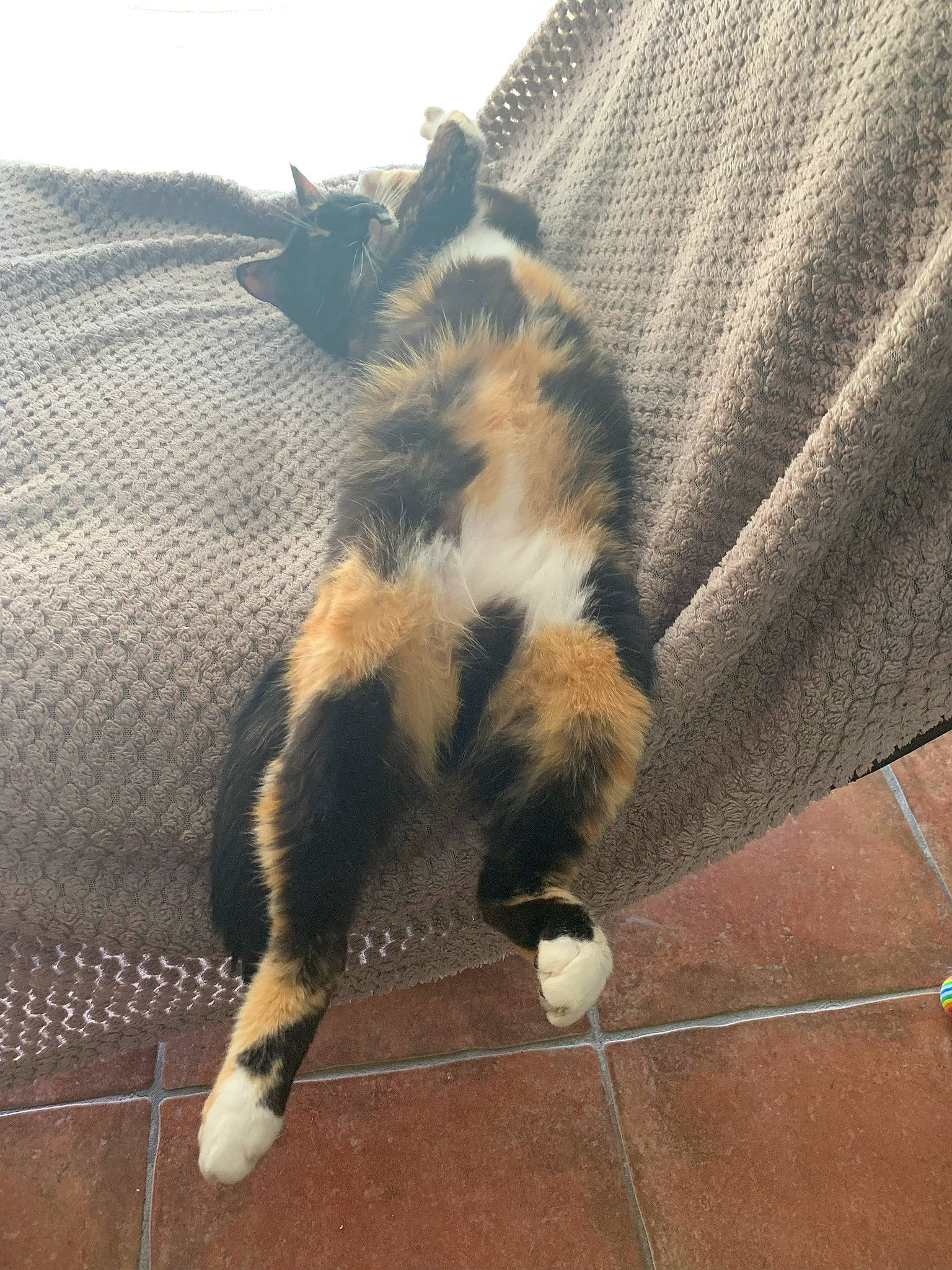 Hope a rejoint le concours — aidez-le/la à gagner de superbes lots ! carnivore, cat, claw, comfort, domestic_short_haired_cat, felidae, flooring, fur, hardwood, human_leg, metal, paw, shadow, small_to_medium_sized_cats, square, tail, terrestrial_animal, tints_and_shades, whiskers, wood