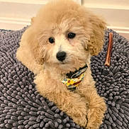 Piper joined the competition — help win amazing prizes! puppy, dog, fluffy, light_brown, bandana, chew_stick, gray_rug, indoor, curious, cute, pet, animal, soft, lying_down, young, companion, cozy, closeup, adorable, fur
