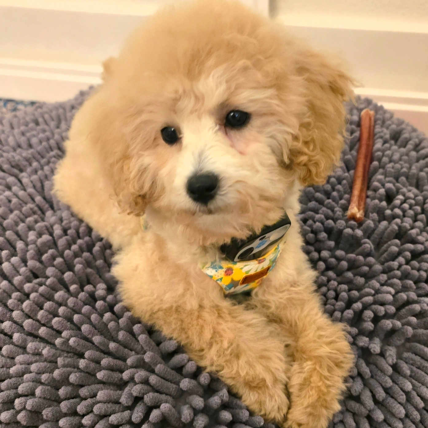 Piper