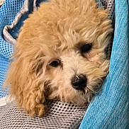 Piper is registered to the contest to win money with this photo: adorable, animal, black_nose, blue_fabric, brown, close_up, companion, cozy, curly_fur, cute, dog, face, fluffy, indoors, pet, puppy, resting, sleepy, soft, textured_surface
