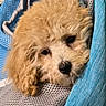 adorable, animal, black_nose, blue_fabric, brown, close_up, companion, cozy, curly_fur, cute, dog, face, fluffy, indoors, pet, puppy, resting, sleepy, soft, textured_surface