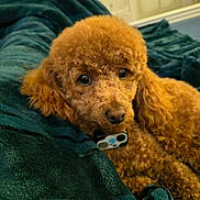 Cassidy joined the competition — help win amazing prizes! animal, blanket, brown_fur, close_up, collar, cozy, curly_fur, cute, dog, eyes, face, fur, indoor, nose, paw_print, pet, poodle, portrait, resting, soft