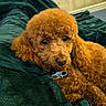 animal, blanket, brown_fur, close_up, collar, cozy, curly_fur, cute, dog, eyes, face, fur, indoor, nose, paw_print, pet, poodle, portrait, resting, soft