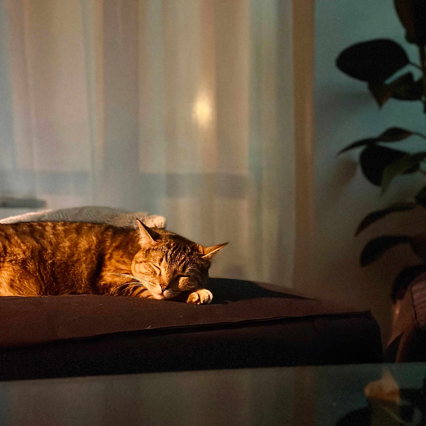 Cacahuète participe au concours pour gagner de l'argent avec cette photo : animal, brown, cat, cozy, curtains, domestic, furniture, indoor, mammal, peaceful, pet, plant, quiet, relaxation, resting, shadows, sleeping, soft_light, tabby, whiskers