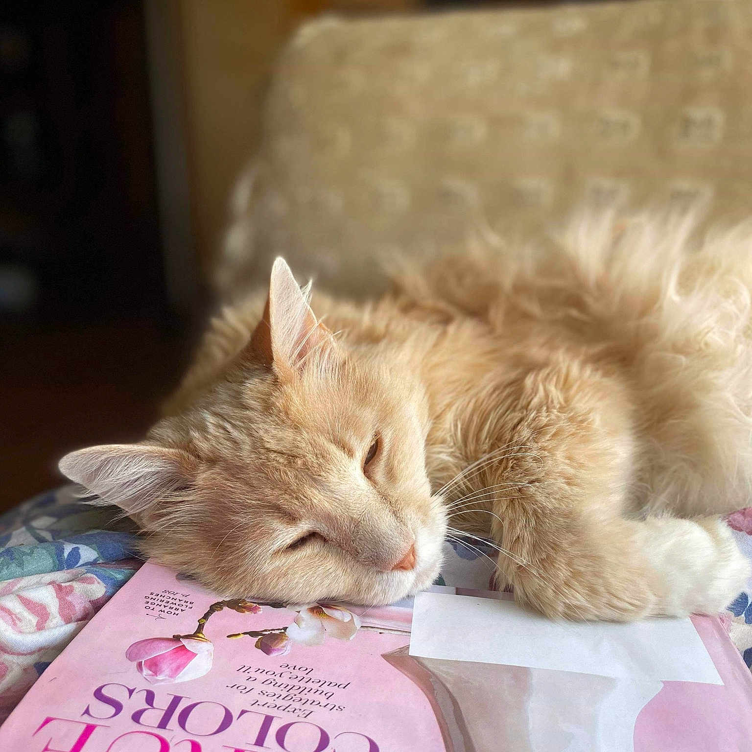 Smoochie is registered to the contest to win money with this photo: asian, carnivore, cat, domestic_short_haired_cat, ear, european_shorthair, fawn, felidae, fur, kitten, nap, norwegian_forest_cat, sleep, small_to_medium_sized_cats, tabby_cat, whiskers